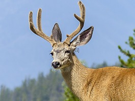 埃爾克,野生動物,自然