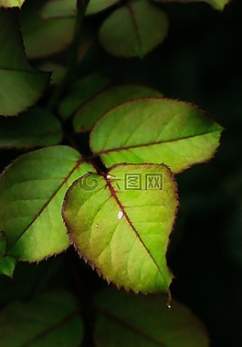 綠色,葉,植物