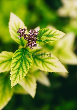 花,盛開,花瓣