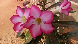 花卉,植物,性質(zhì)