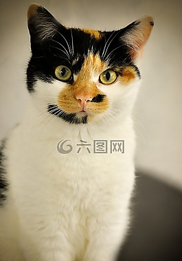 mieze,三色,幸運(yùn)貓