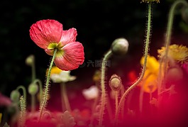 多彩,花,植物
