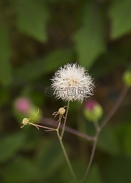野花,天性,白色的花
