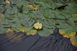 蓮花,湖,自然