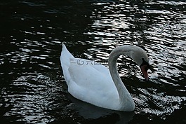 動物,動物園,水