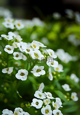 鮮花,白,小