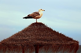 mar,gaiovata,动物