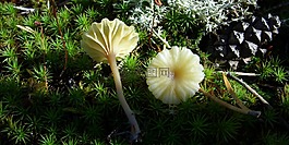 蘑菇,moss,蘑菇帽
