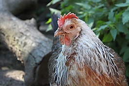 母雞,雞,動物