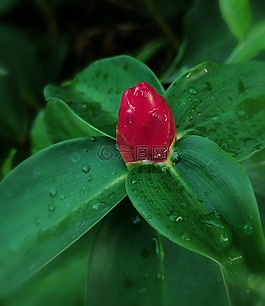 花,紅色,自然