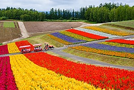 北海道,人工林,花卉園