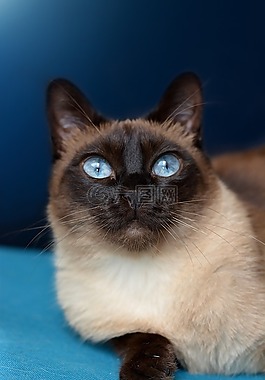 猫,暹罗猫,蓝色的眼睛
