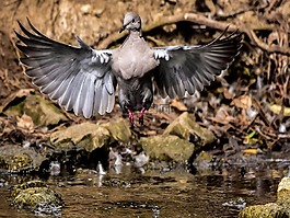 鳥類,美容,鳥
