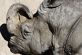 動(dòng)物,犀牛,動(dòng)物園
