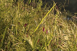 太陽,綠色,植物學(xué)