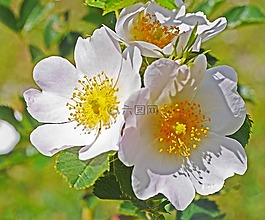 野生玫瑰,夏季,开花