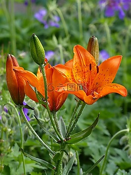 鮮花,百合花,橙色