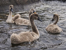 天鵝,鳥(niǎo),svaneunge