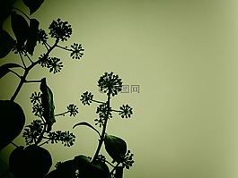 常春藤,植物,性質(zhì)