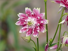 鴿的,花卉,粉色