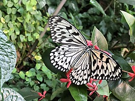 蝴蝶,大自然,昆蟲(chóng)
