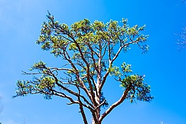 天空,松,針