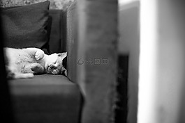 沙發(fā),貓,睡眠