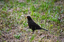 鳥,梅爾,性質