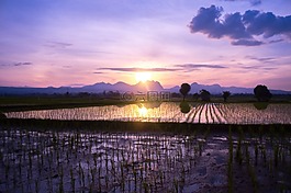 暮光之城,生长季节,场