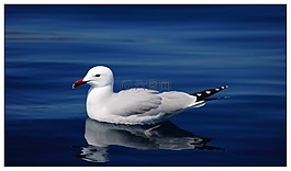 海鷗,ave,海
