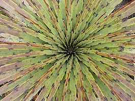 仙人掌,植物,沙漠