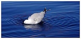 海鷗,ave,海