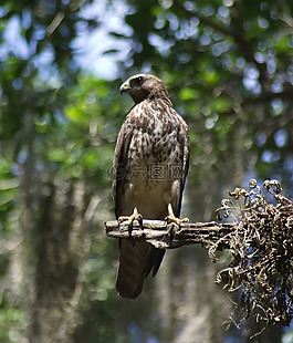 獵鷹,捕食鳥,鳥