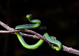 野生動物,蛇記錄,色調(diào)