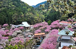 大分县,樱桃,景观