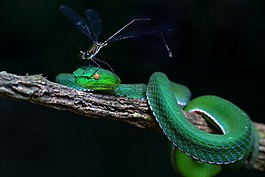 野生動物,蛇記錄,色調(diào)