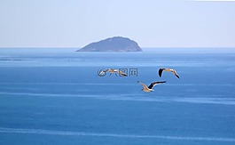 海鷗,ave,海