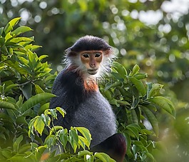 野生動物,種v?oc柄棕色的,山茶半島
