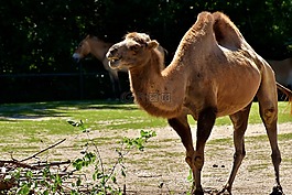 駱駝,動物園,動物