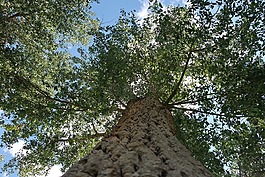 樹,公園,天空