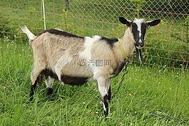 山羊,哺乳動物,國內(nèi)山羊