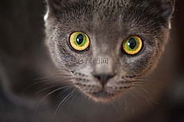 灰色,猫,小猫