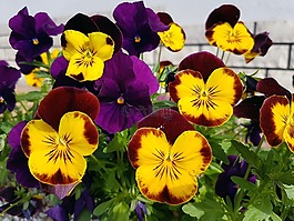 開花,花,花的