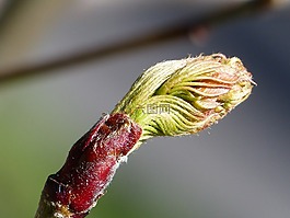 罗恩莓果,芽,春