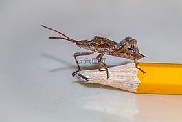 松樹的 bug,北美,昆蟲