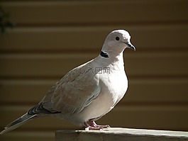 鳥,鴿子,特寫