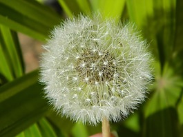 性質(zhì),植物,蒲公英