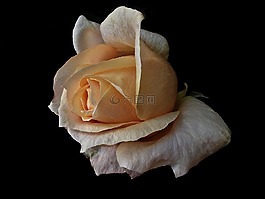 花,性質,玫瑰