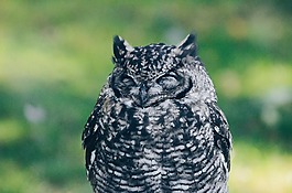 貓頭鷹,鳥,睡眠