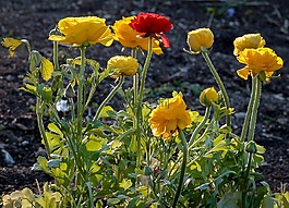 鲜花,厂,黄色花